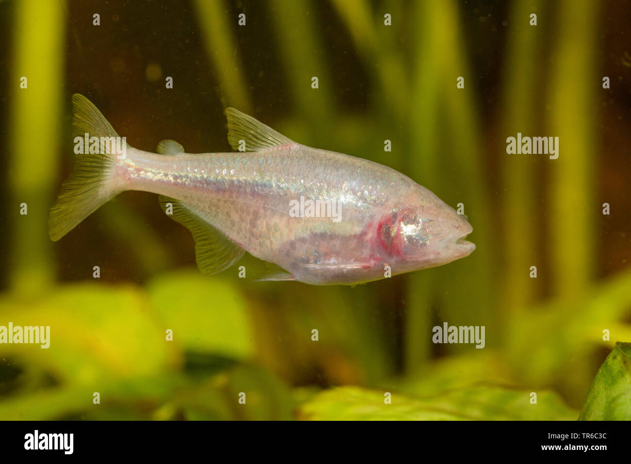 Grotta di cieco tetra, cavefish cieco (Anoptichthys jordani, Astyanax fasciatus mexicanus) di intera lunghezza verticale, vista laterale Foto Stock