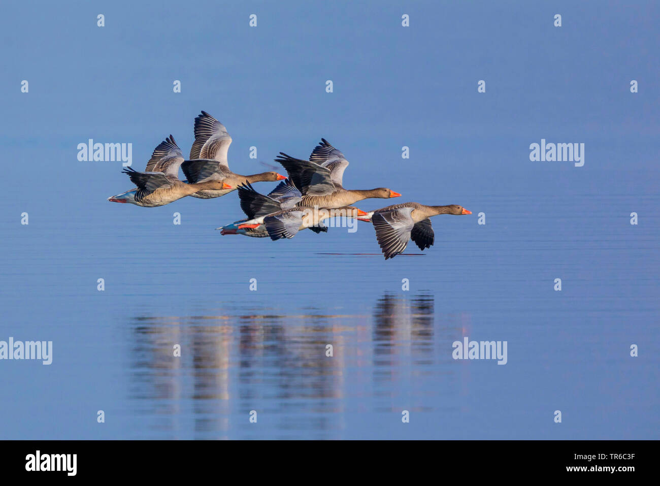 Graylag goose (Anser anser), troup sorvolando un lago, vista laterale, in Germania, in Baviera, il Lago Chiemsee Foto Stock