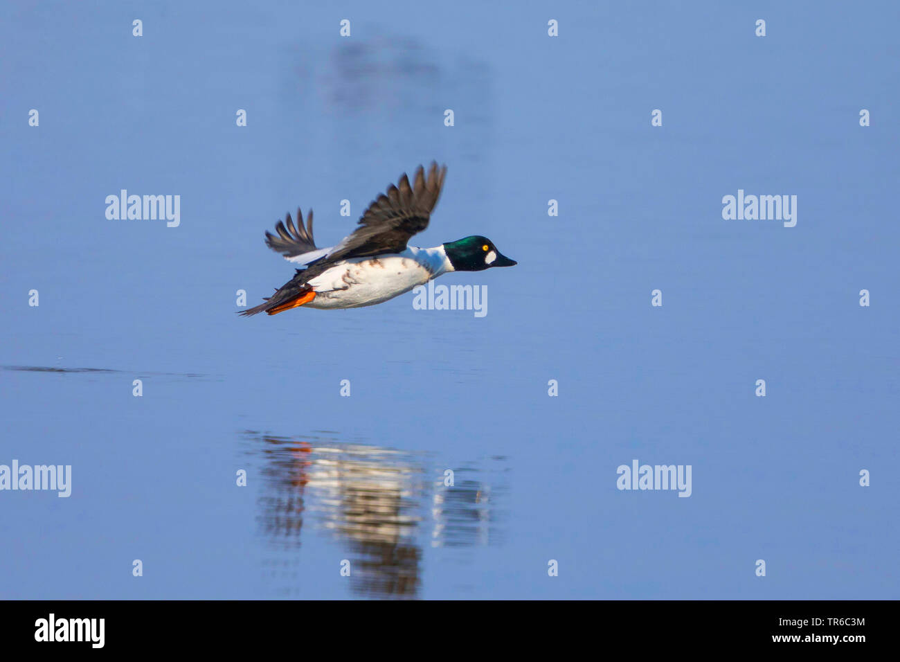 Comune di goldeneye, goldeneye anatroccolo (Bucephala clangula), Drake sorvolando un lago, vista laterale, in Germania, in Baviera Foto Stock