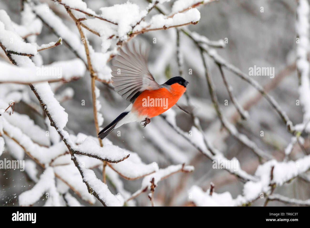 , Bullfinch ciuffolotto, bullfinch settentrionale (Pyrrhula pyrrhula), maschio a partire da una coperta di neve ramo di ciliegio, vista laterale, in Germania, in Baviera Foto Stock