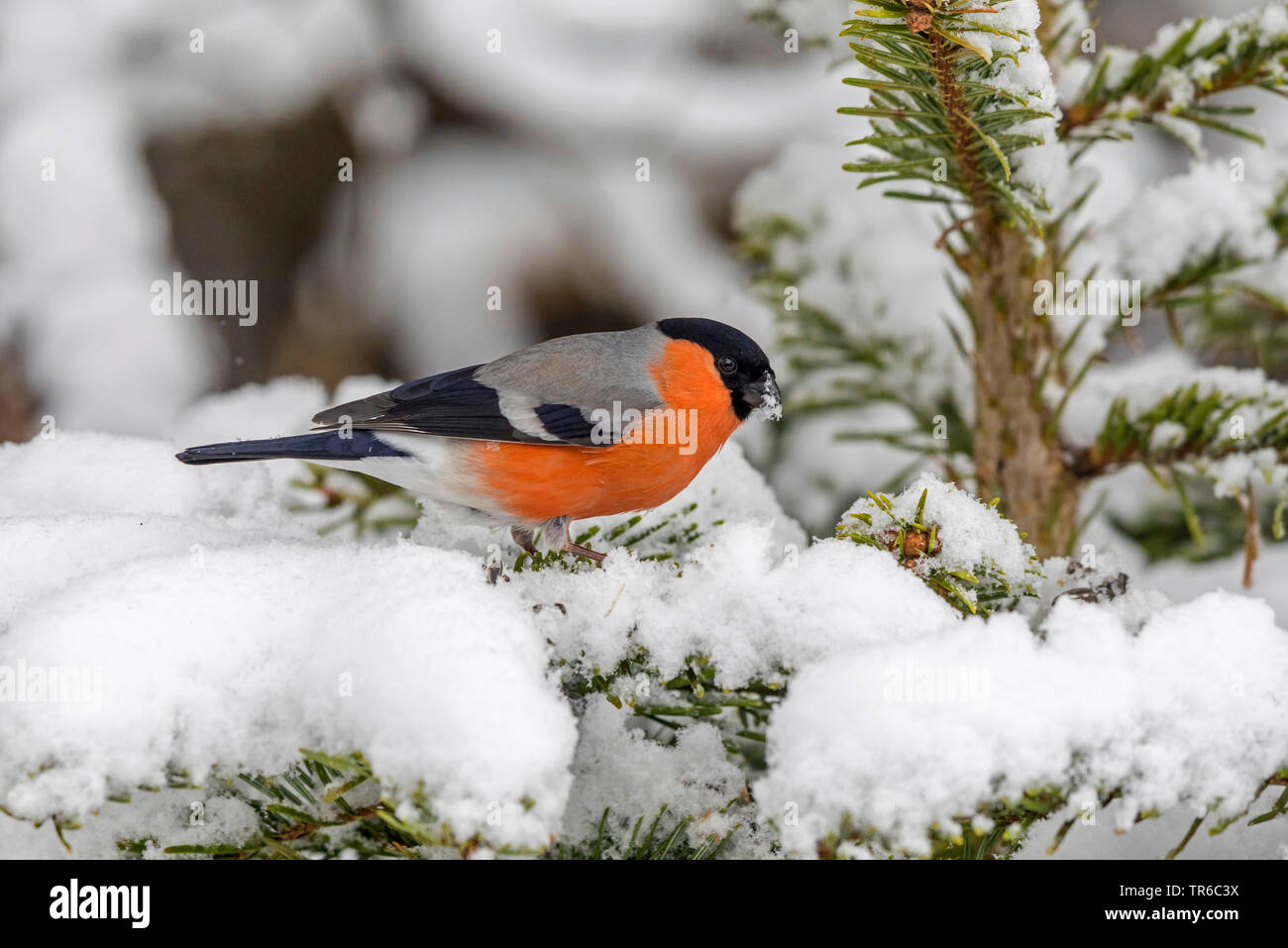 , Bullfinch ciuffolotto, bullfinch settentrionale (Pyrrhula pyrrhula), maschile seduto su una coperta di neve abete, vista laterale, in Germania, in Baviera, Isental Foto Stock
