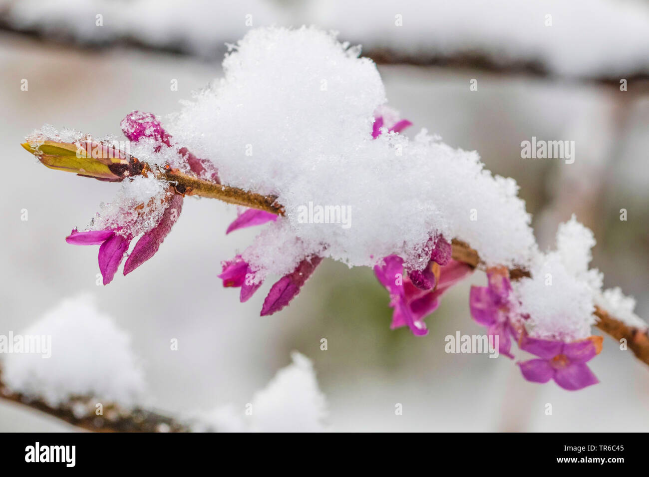 Mezereon, febbraio daphne (Daphne mezereum), coperto di neve e fiori, in Germania, in Baviera Foto Stock