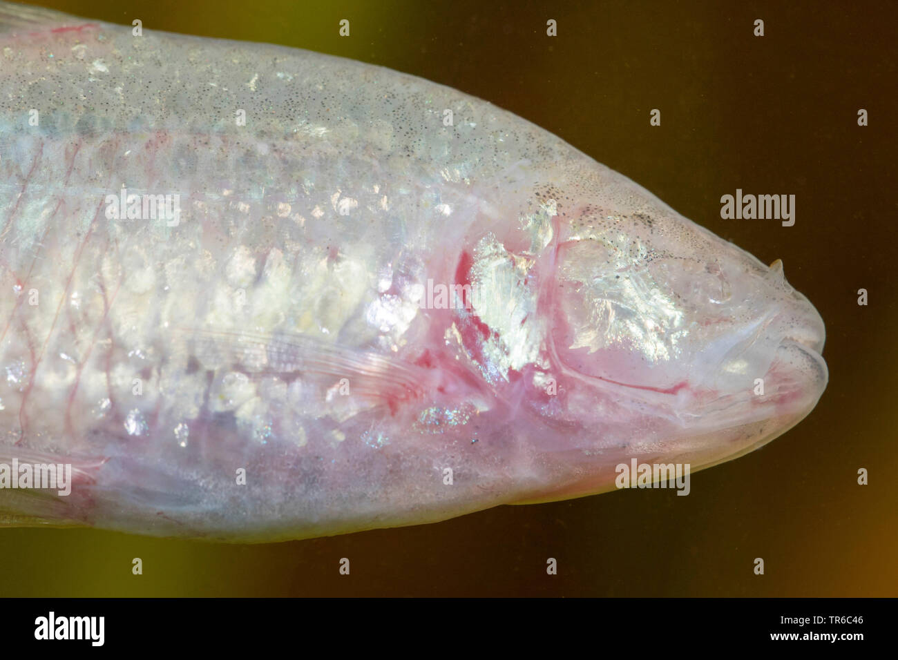 Grotta di cieco tetra, cavefish cieco (Anoptichthys jordani, Astyanax fasciatus mexicanus), ritratto, vista laterale Foto Stock