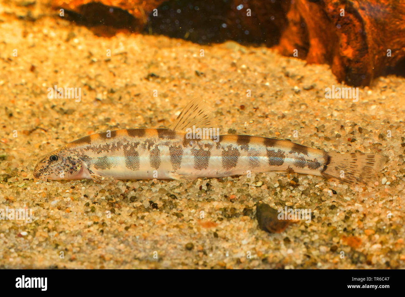 Golden loach (Cobitis aurata), rovistando sul terreno sabbioso, vista laterale Foto Stock