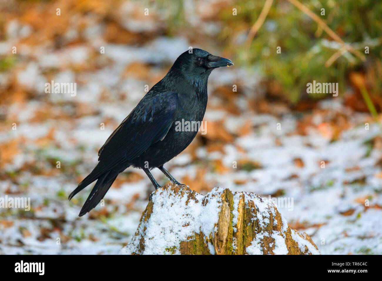 Carrion crow (Corvus corone, Corvus corone corone), seduta in inverno su un albero di intoppo, vista laterale, in Germania, in Baviera, Isental Foto Stock