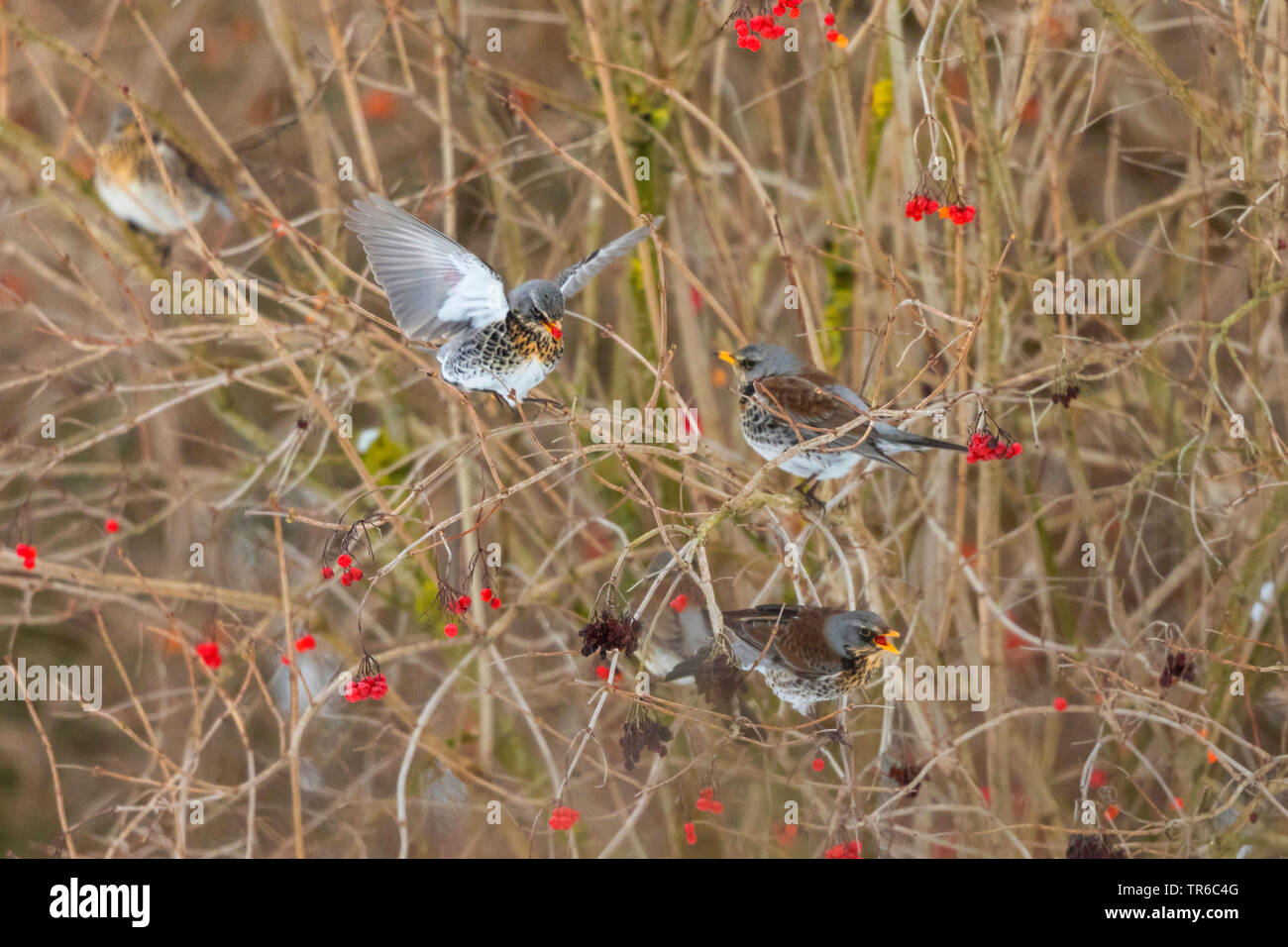 Allodole Cesene Beccacce (Turdus pilaris), cesene mangiare bacche di viburno-rose, vista laterale, in Germania, in Baviera, Isental Foto Stock