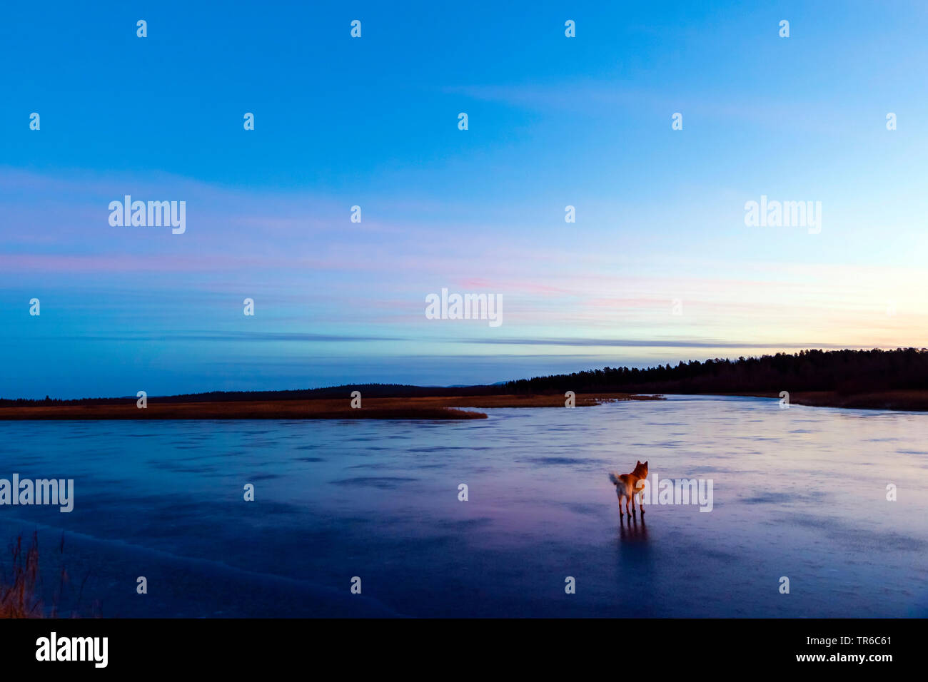 Cane domestico (Canis lupus f. familiaris), cane a Ivalo FROZEN RIVER di sera, Finlandia e Lapponia Foto Stock