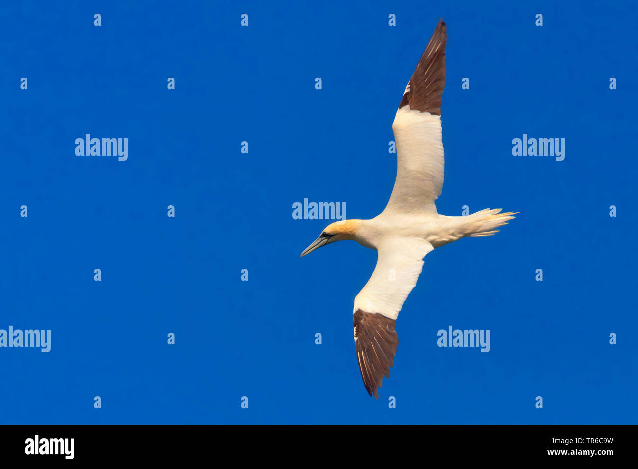 Northern gannet (Sula bassana, Morus bassanus), in volo nel cielo blu, vista da sopra, Irlanda Foto Stock