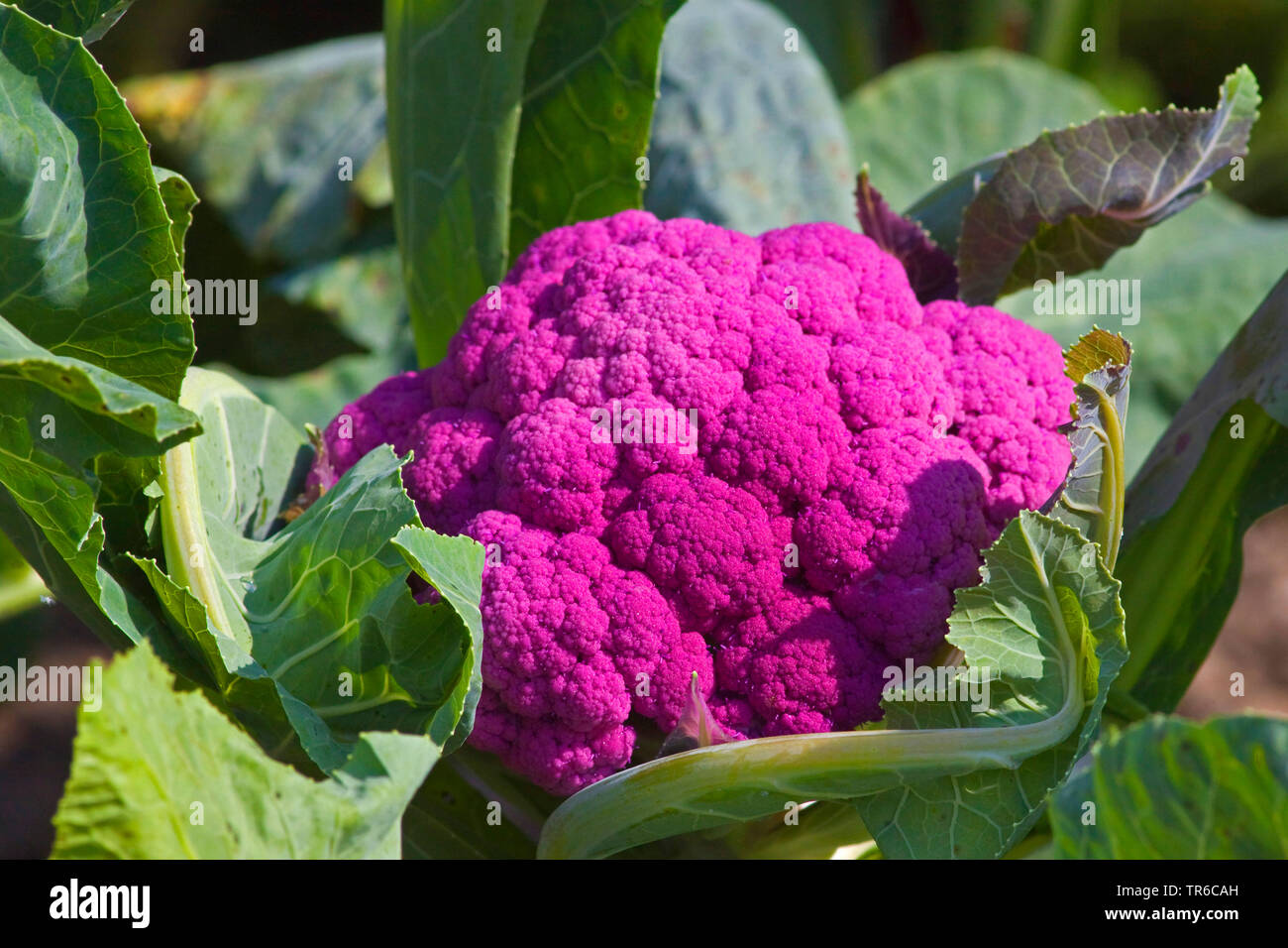 Il cavolfiore (Brassica oleracea var. botrytis), cultivar Graffiti, in Germania, in Baviera Foto Stock