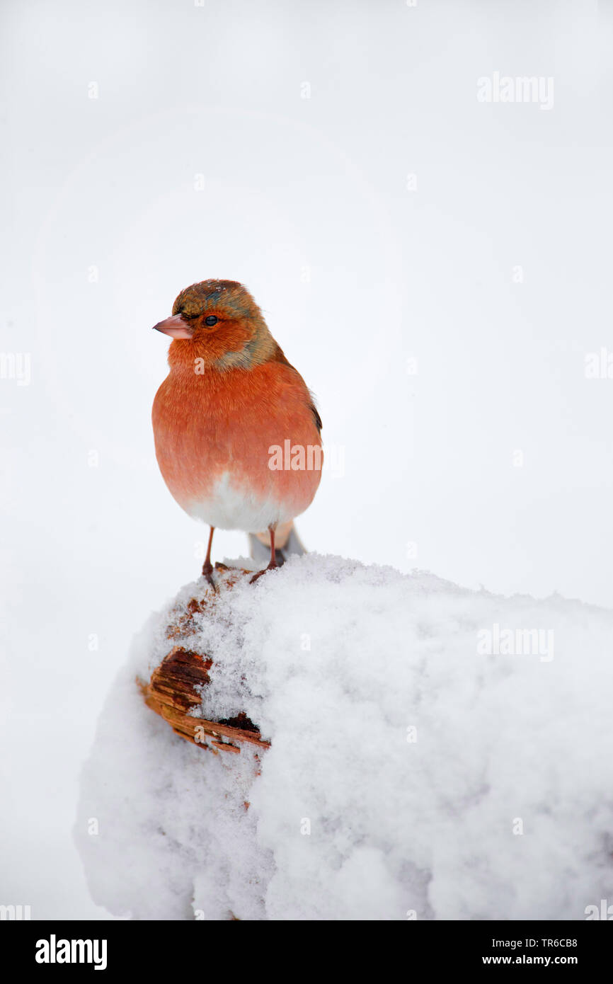 (Fringuello Fringilla coelebs), maschio seduti sulla neve-coperta legno morto, in Germania, in Baviera Foto Stock