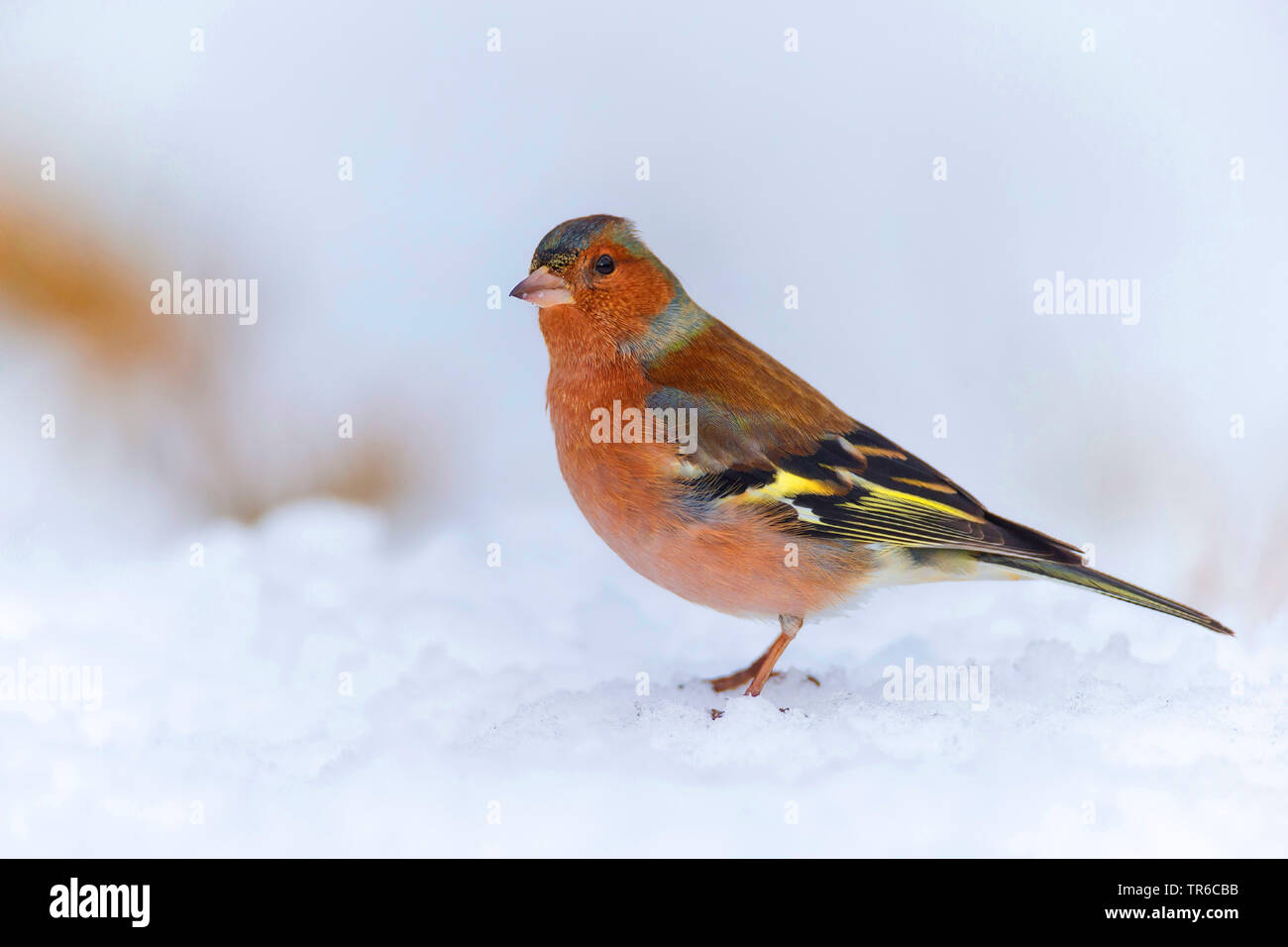 (Fringuello Fringilla coelebs), maschio rovistando nella neve, vista laterale, in Germania, in Baviera Foto Stock