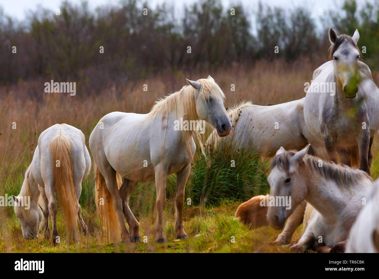 Cavalli Camargue (Equus przewalskii f. caballus), allevamento di cavalli nella zona umida, Spagna Foto Stock