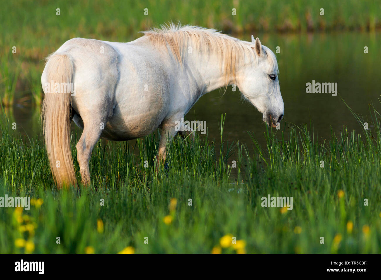 Cavalli Camargue (Equus przewalskii f. caballus), il pascolo nella zona umida, Spagna Foto Stock