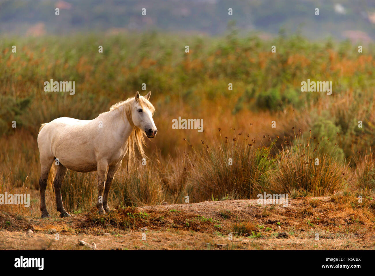 Cavalli Camargue (Equus przewalskii f. caballus), in piedi in un allevamento nel selvaggio, Spagna Foto Stock