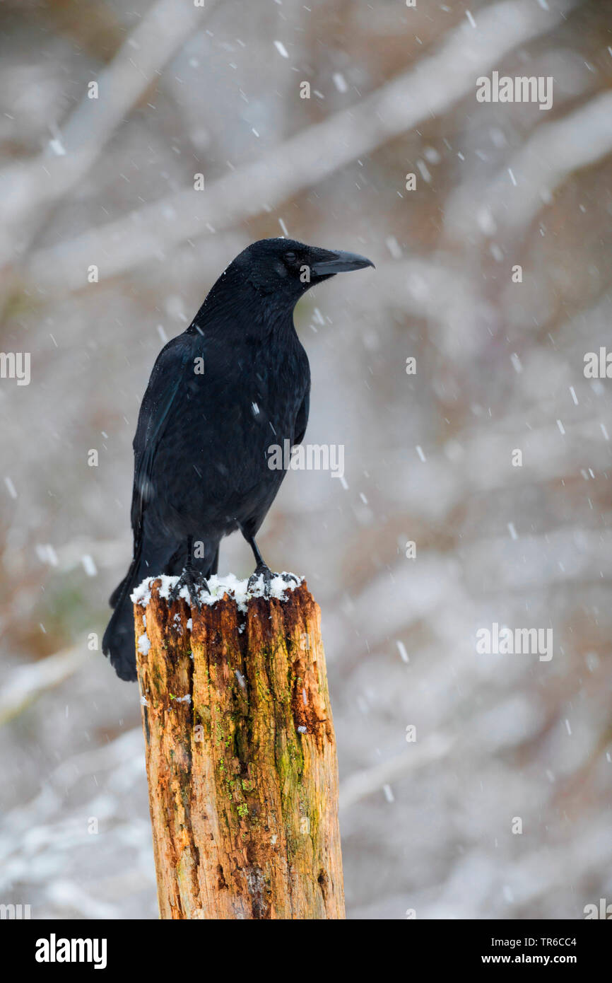 Carrion crow (Corvus corone, Corvus corone corone), seduta durante la nevicata su un palo di legno, Germania Foto Stock