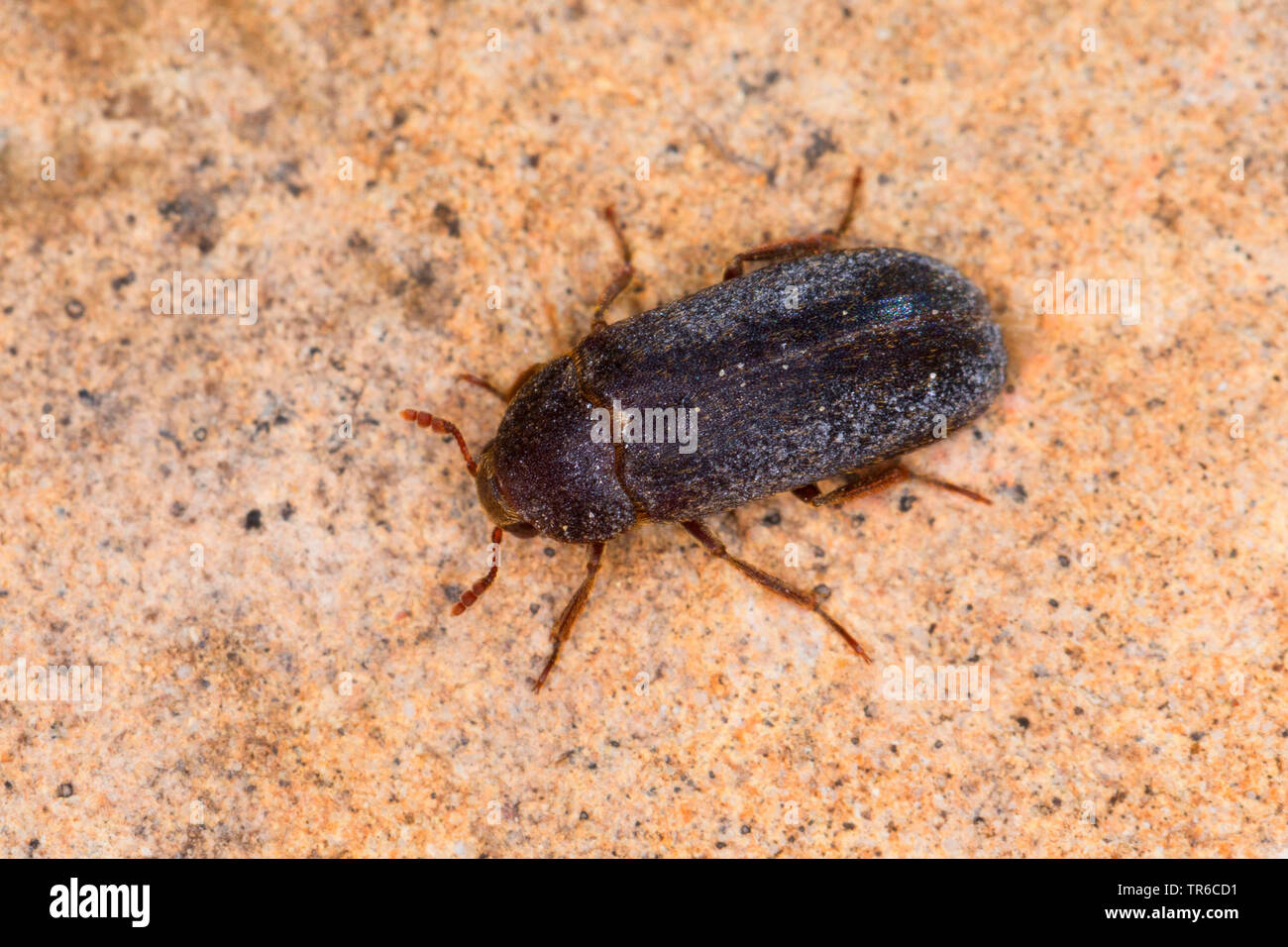 Dermestid beetle (Dermestes haemorrhoidalis, Dermestes gulo), imago, vista da sopra, Germania Foto Stock