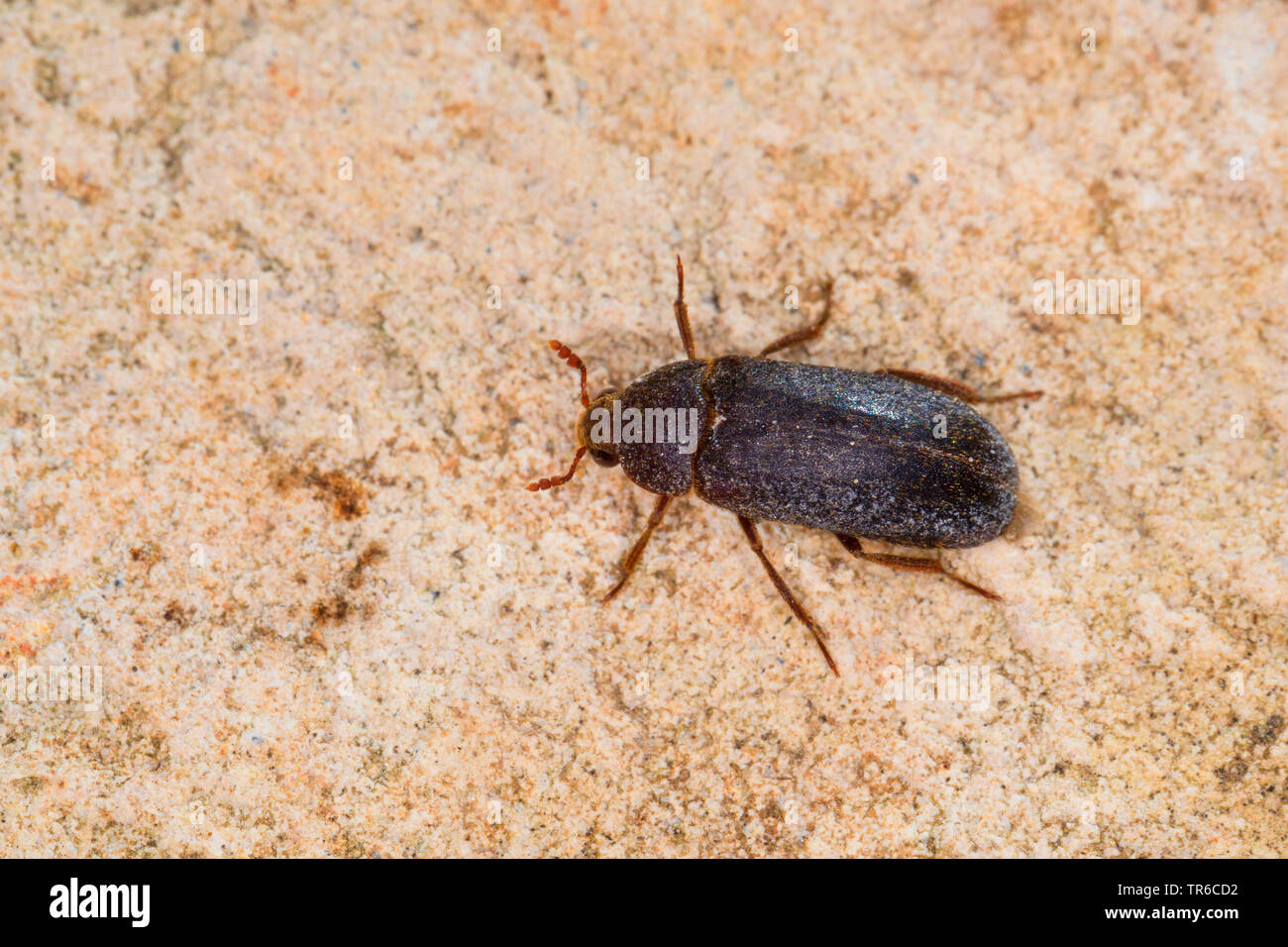 Dermestid beetle (Dermestes haemorrhoidalis, Dermestes gulo), imago, vista da sopra, Germania Foto Stock