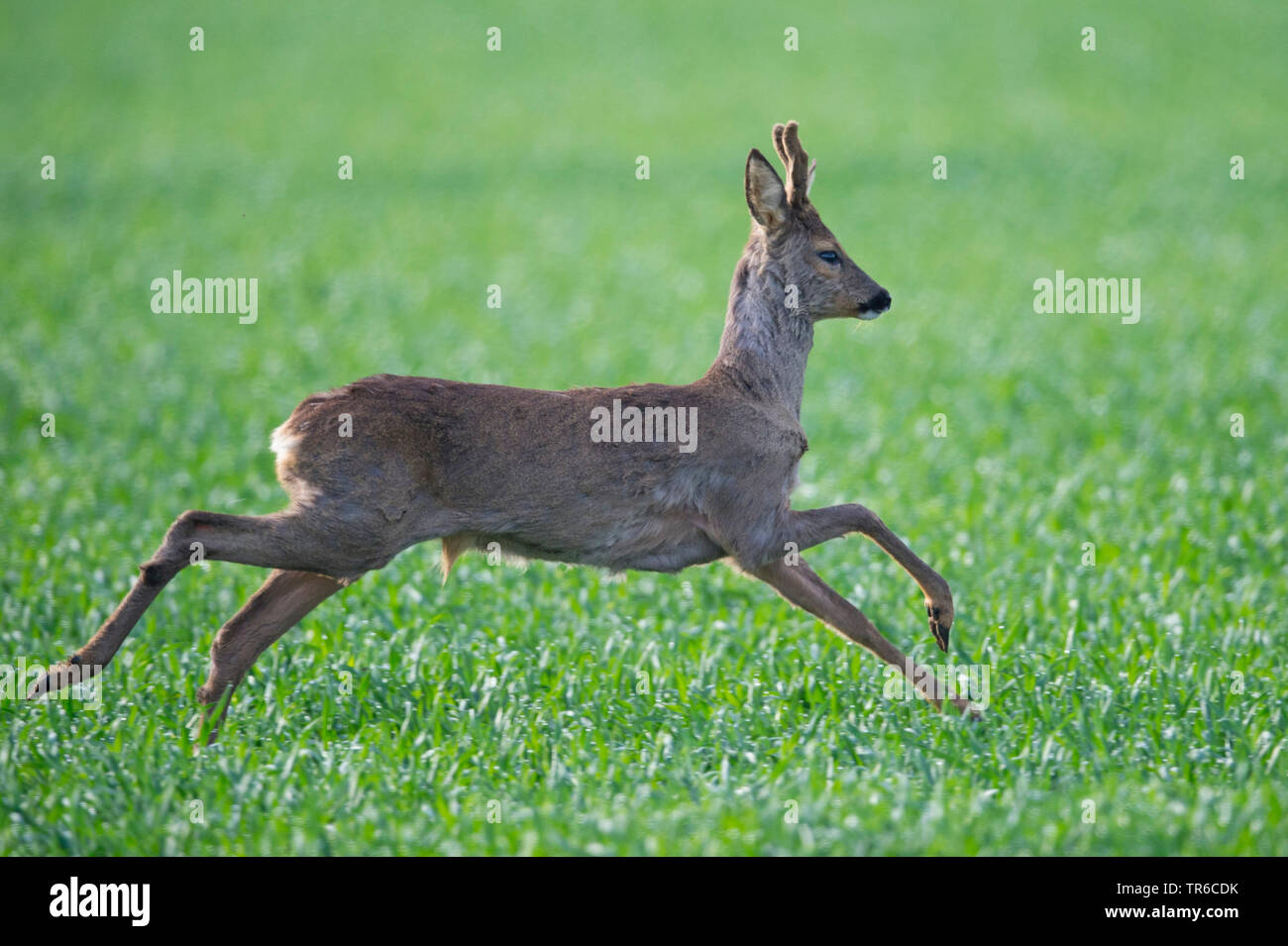 Il capriolo (Capreolus capreolus), chiassosa giovani roebuck jumping, Germania, Bassa Sassonia Foto Stock