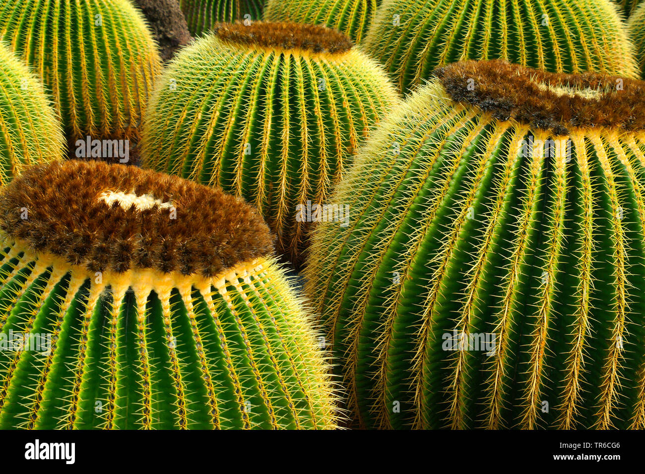 Barrel cactus (Echinocactus grusonii), in un giardino di cactus, Spagna Foto Stock