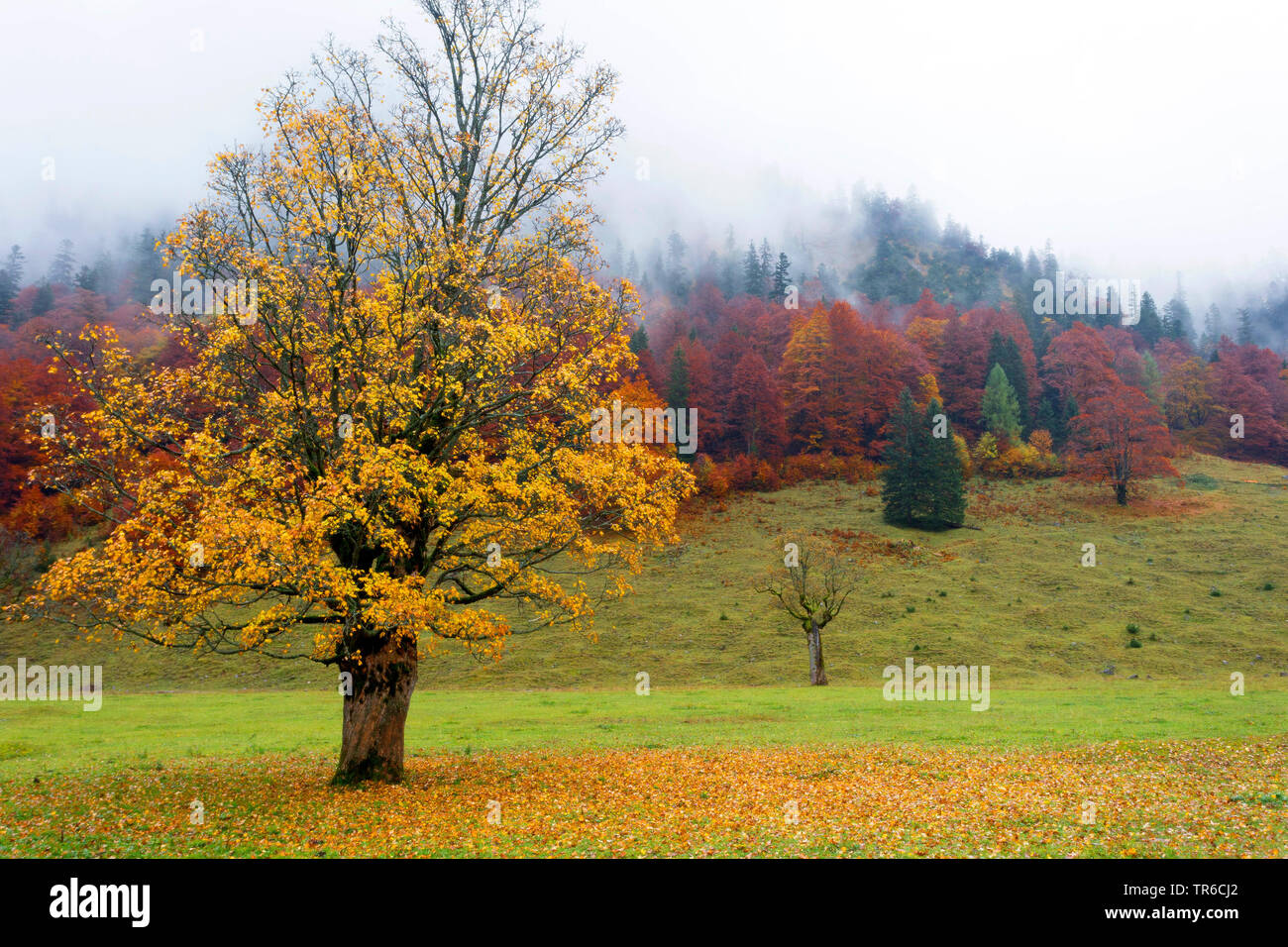 Acero di monte, grande Acero (Acer pseudoplatanus), grande Ahornboden in autunno, Austria, Tirolo, Grosser Ahornboden Foto Stock