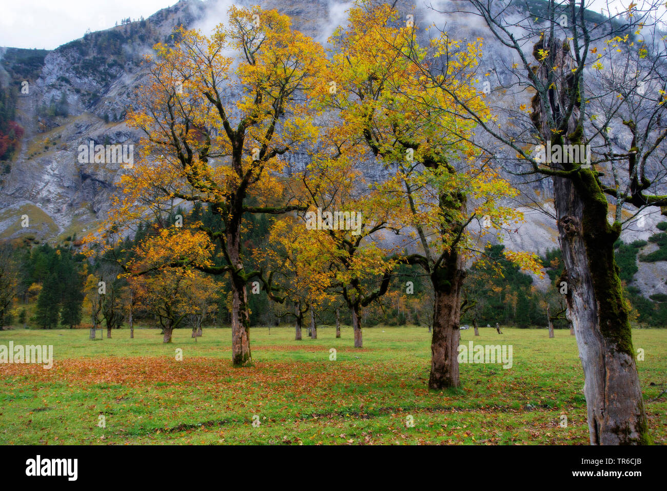 Acero di monte, grande Acero (Acer pseudoplatanus), grande Ahornboden in autunno, Austria, Tirolo, Grosser Ahornboden Foto Stock