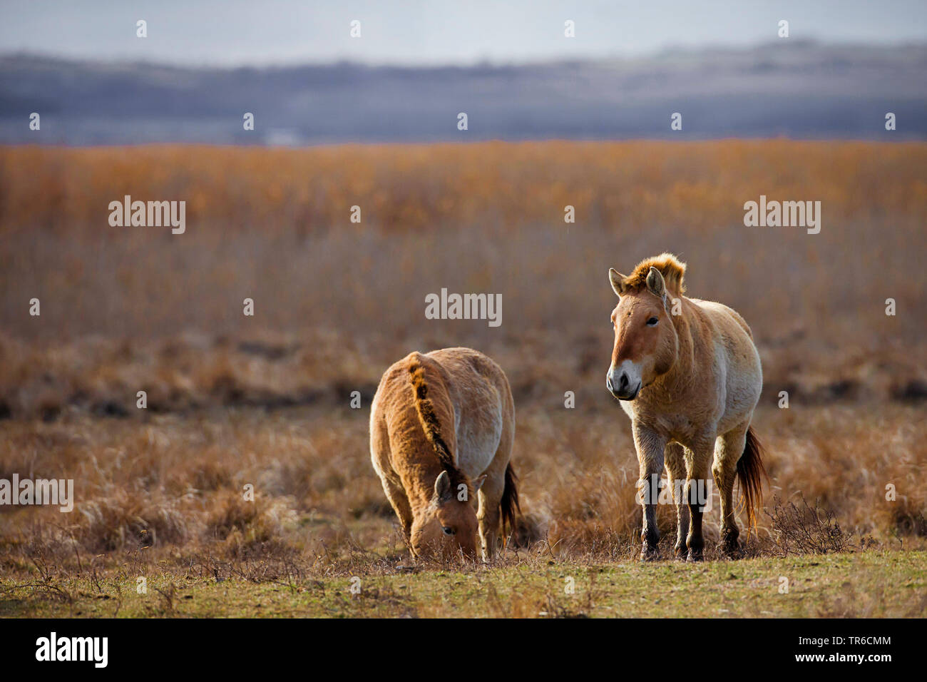 Cavallo di Przewalski (Equus przewalski), due cavalli selvaggi nel pettine, Austria, Burgenland Foto Stock