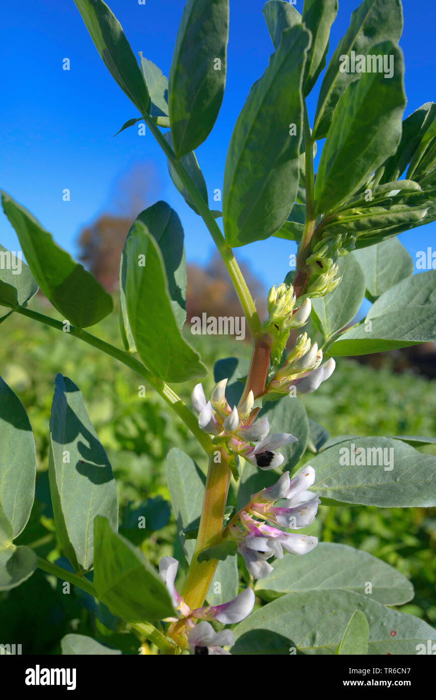 Fava, Fava, Faba bean, favino, Campana, fagiolo fagiolo Tic (Vicia faba, Faba vulgaris), fioritura su un campo, Germania Foto Stock