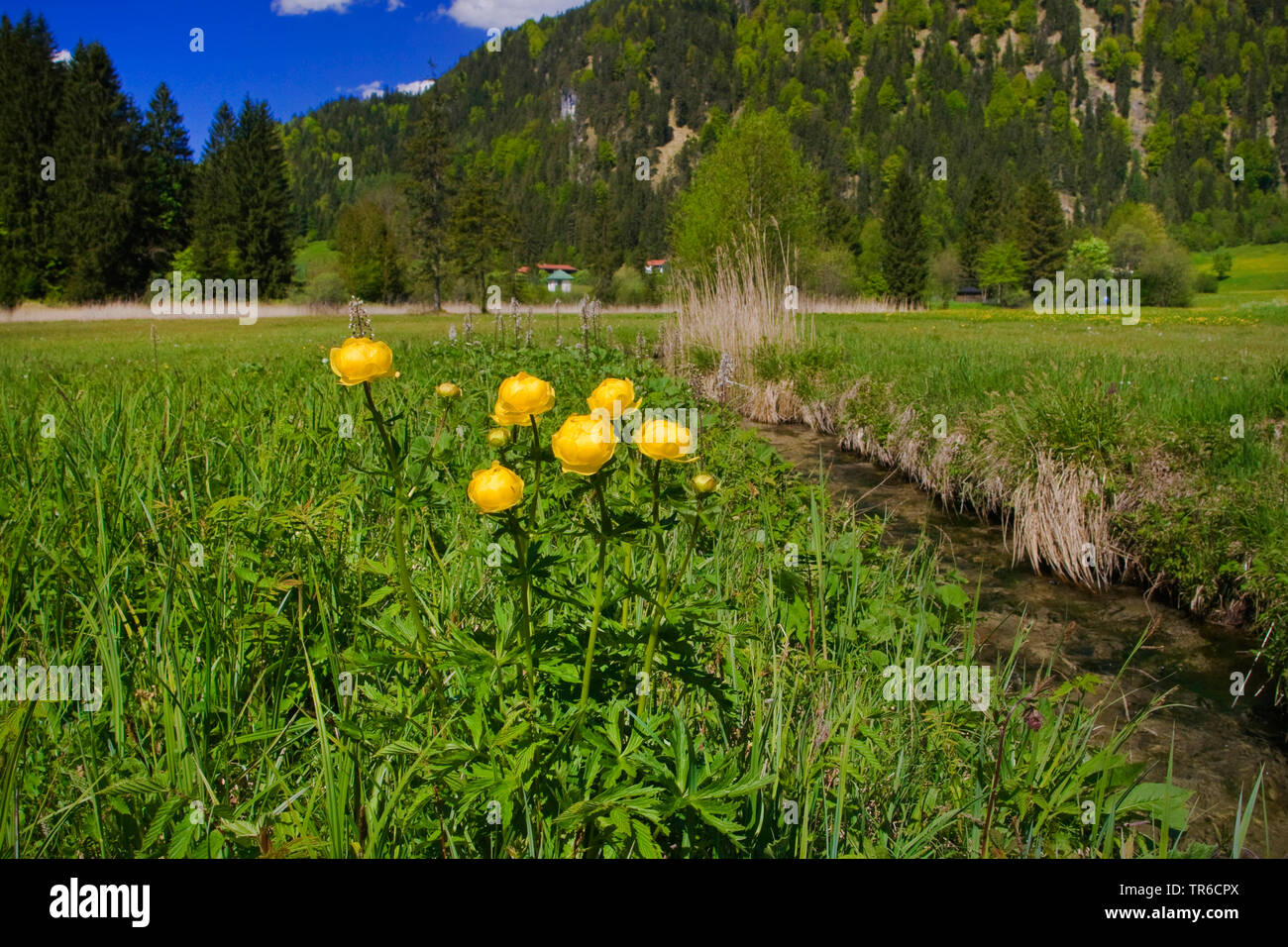 Unione Globeflower, Globe Flower (Trollius europaeus), fioritura ad un ruscello, in Germania, in Baviera Foto Stock