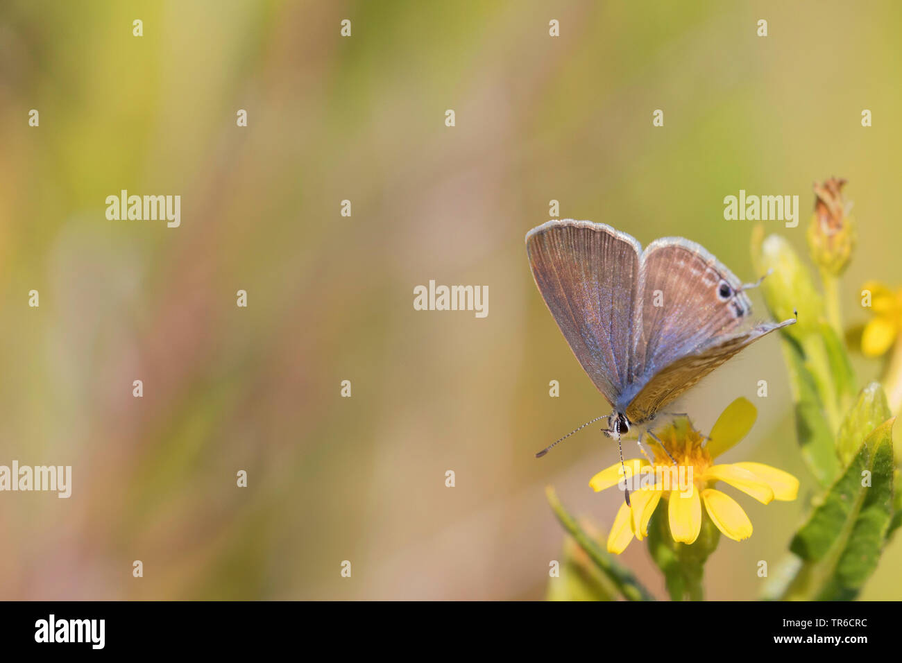 Long-tailed blu (Lampides boeticus), seduti su Senecio, Germania Foto Stock