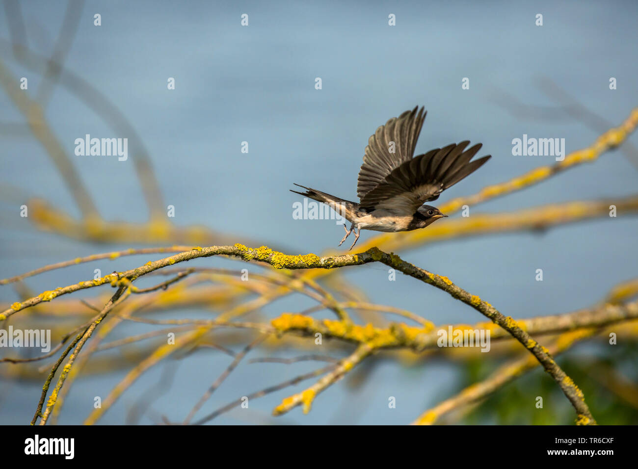 Barn swallow (Hirundo rustica), giovane bird a partire da un ramo lichened, vista laterale, in Germania, in Baviera Foto Stock