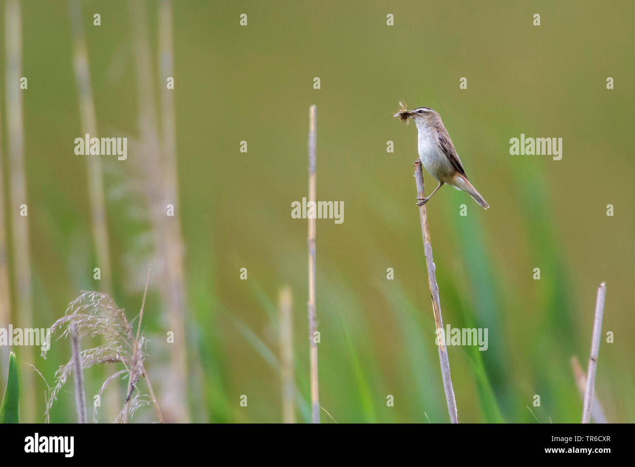 Sedge trillo (Acrocephalus schoenobaenus), seduti a un reed stelo con un sacco di insetti in bolletta, vista laterale, in Germania, in Baviera Foto Stock