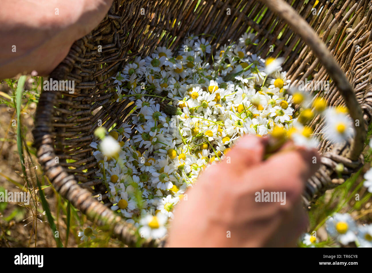 Mayweed profumati, tedesco camomilla, tedesco (mayweed Matricaria chamomilla, matricaria recutita), chamomille è raccolto in un cestello, Germania Foto Stock