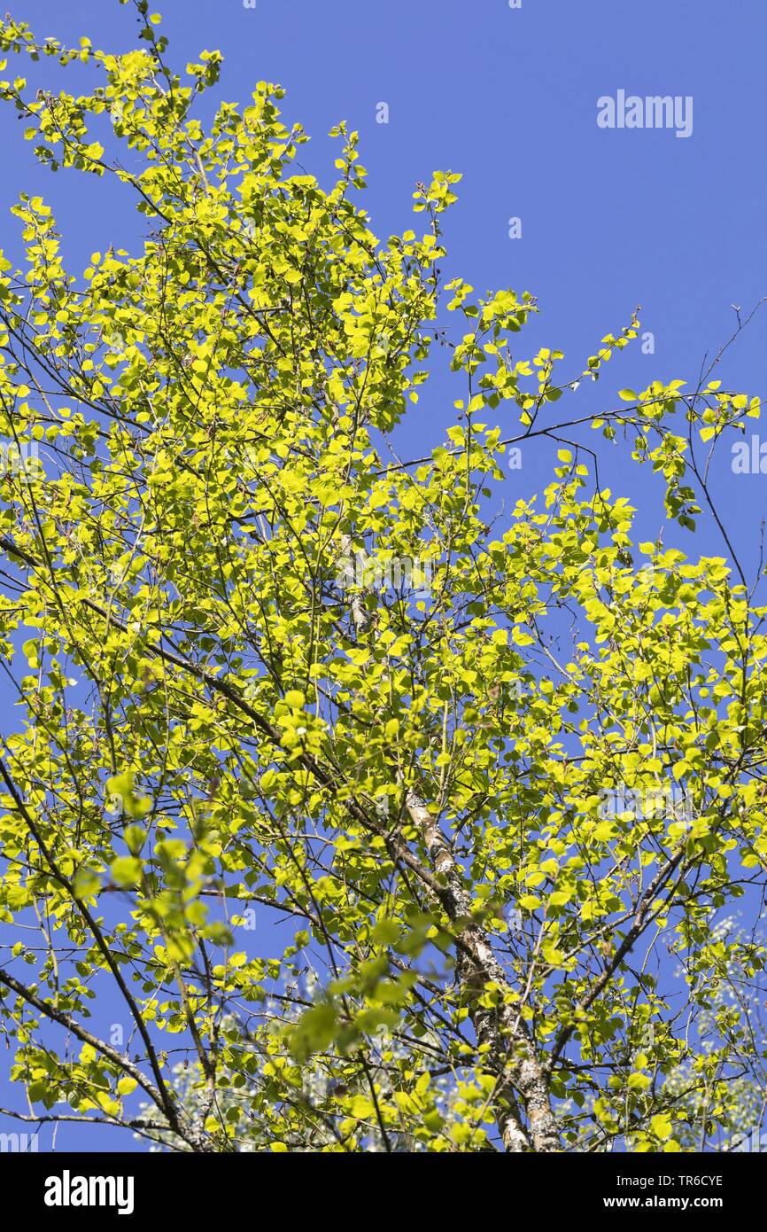 Roverella (betulla Betula pubescens), corona in controluce, Germania Foto Stock