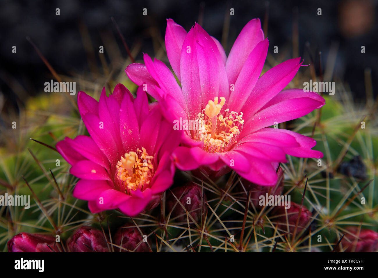 Fiore di cactus, Isole Canarie Lanzarote Foto Stock