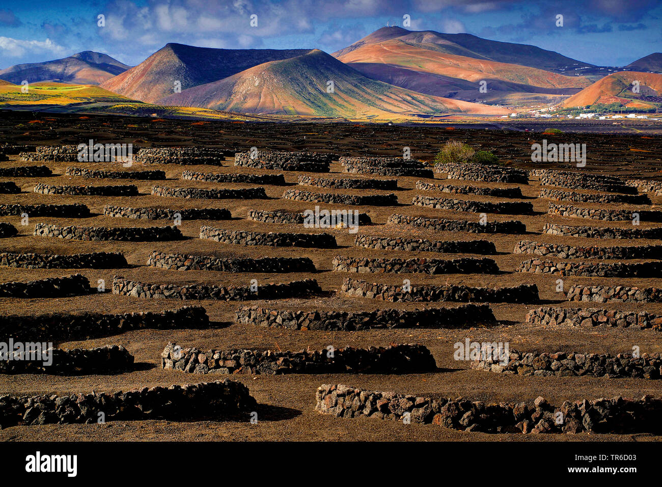 Vigneto sui terreni vulcanici terre nere della Geria, Isole Canarie Lanzarote Foto Stock