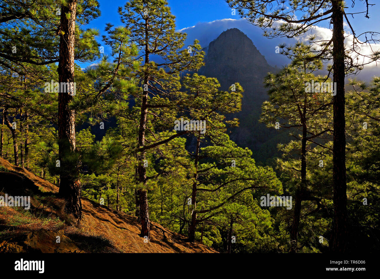 In canarie pine (Pinus canariensis), la pineta a La Cumbrecita, Isole Canarie La Palma Foto Stock
