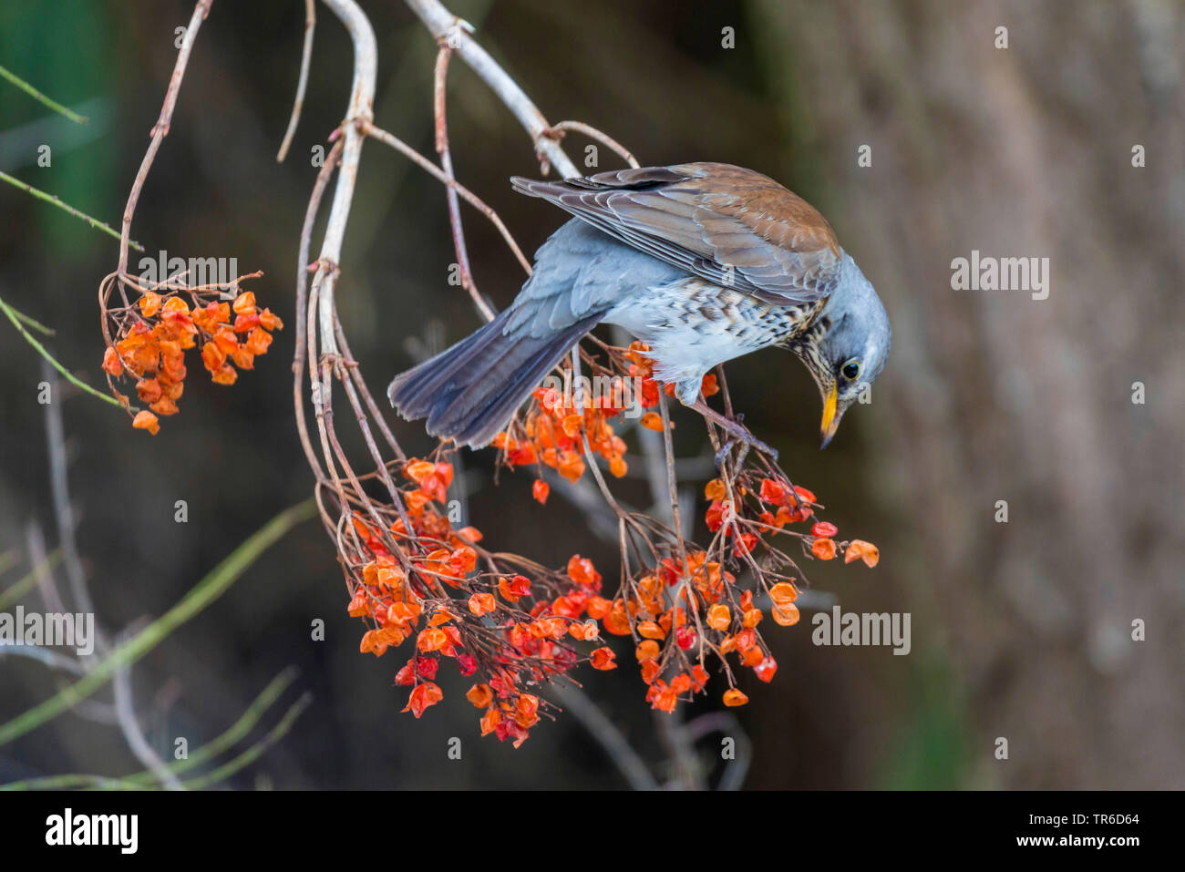 Allodole Cesene Beccacce (Turdus pilaris), alimentando il gelido berrier di Viburnum opulus, in Germania, in Baviera Foto Stock