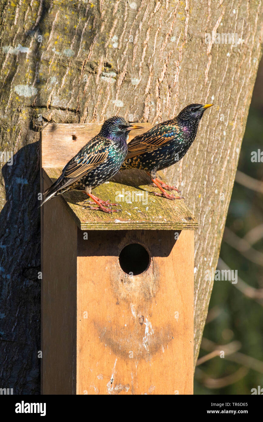 Starling comune (Sturnus vulgaris), su una scatola di nidificazione, in Germania, in Baviera Foto Stock