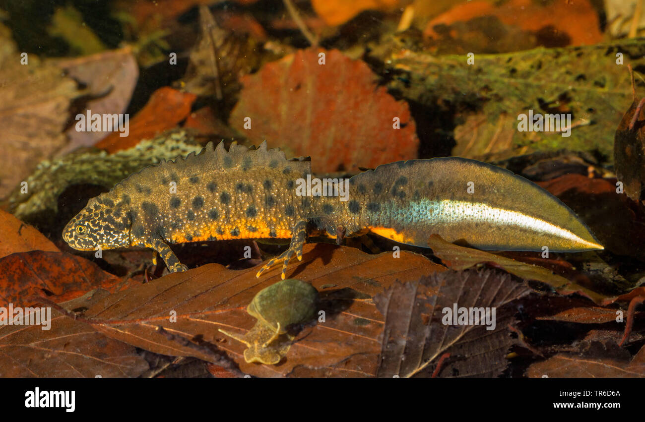 Presenta verrucosa tritone, tritone crestato italiano, europeo tritoni (Triturus cristatus), maschio in zone di deposizione delle uova-fase, Germania Foto Stock