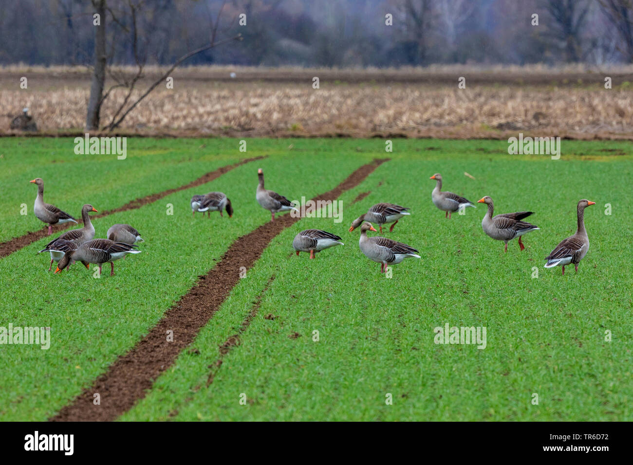 Graylag goose (Anser anser), gregge avanzamento sul grano di inverno, in Germania, in Baviera, Erdinger Moos Foto Stock