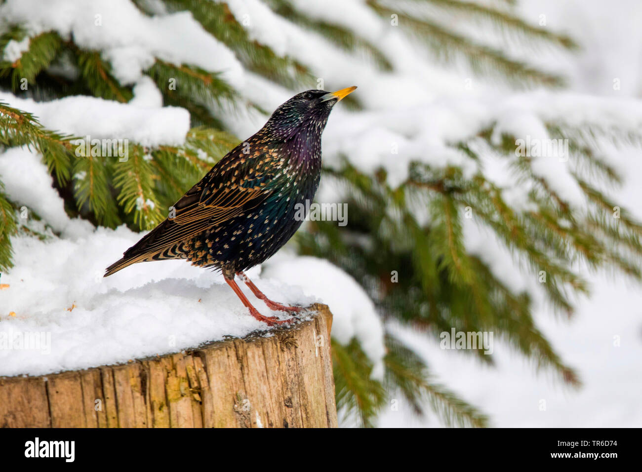 Starling comune (Sturnus vulgaris), maschio sul terreno in snow, in Germania, in Baviera Foto Stock