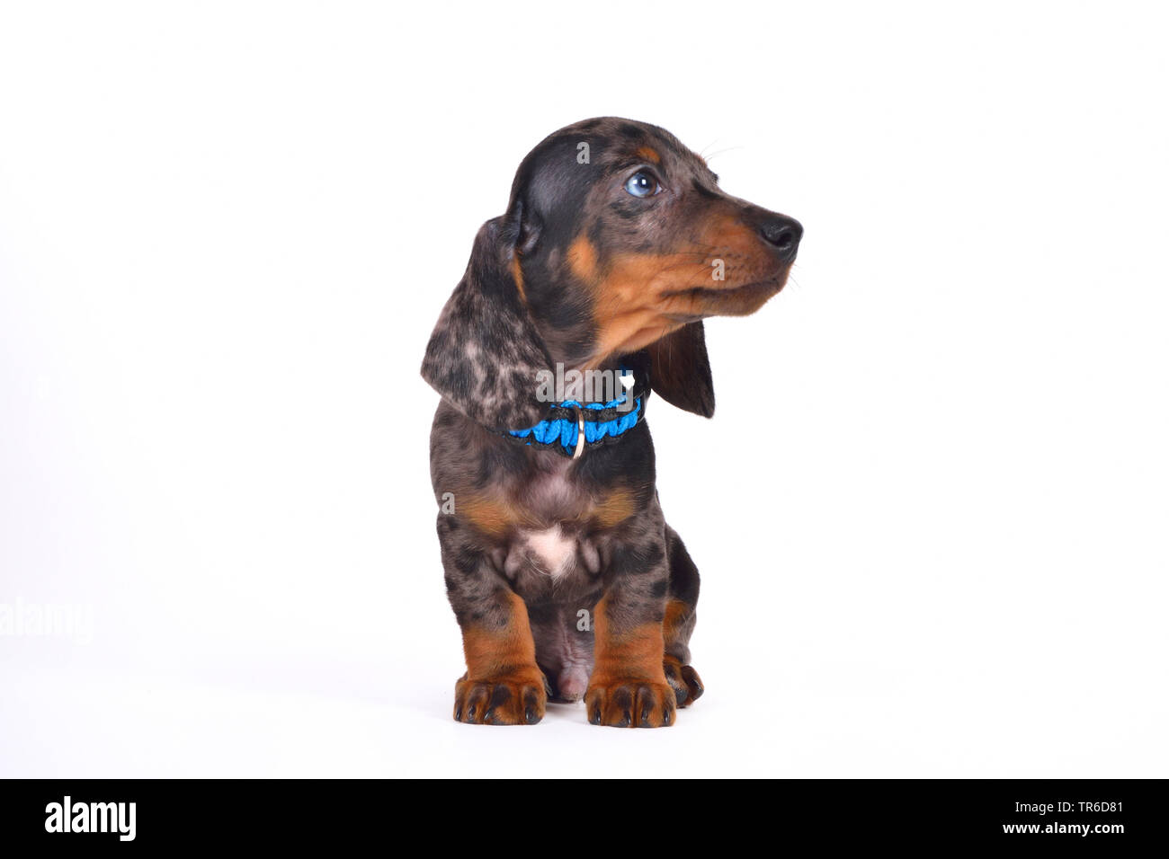 A pelo corto Bassotto a pelo corto salsiccia cane, cane domestico (Canis lupus f. familiaris), seduta carino bassotto cucciolo, cut-out Foto Stock