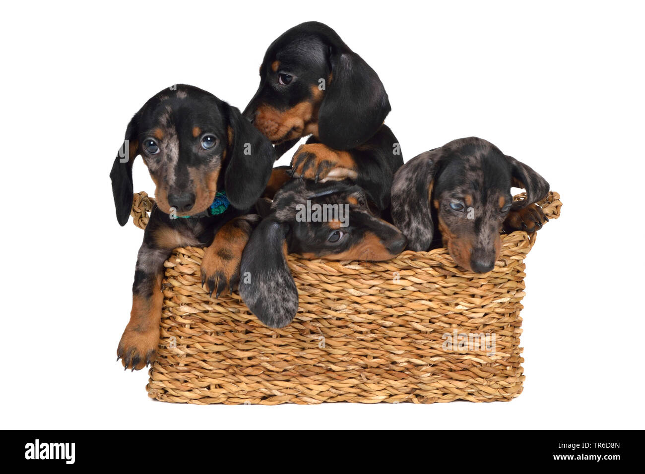 A pelo corto Bassotto a pelo corto salsiccia cane, cane domestico (Canis lupus f. familiaris), quattro simpatici bassotto whelps in un cestello, cut-out Foto Stock