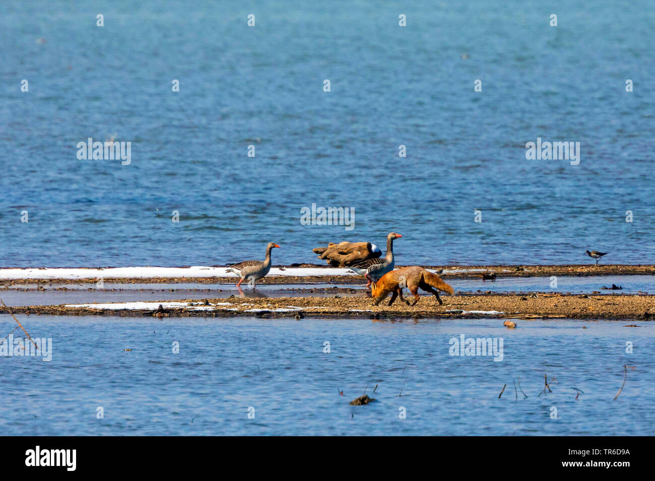 Red Fox (Vulpes vulpes vulpes), stalking su una banca di ghiaia con graylag oche, in Germania, in Baviera, il Lago Chiemsee Foto Stock