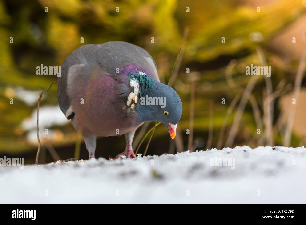 Il Colombaccio ( Columba palumbus), la ricerca di cibo nella neve, in Germania, in Baviera, Isental Foto Stock