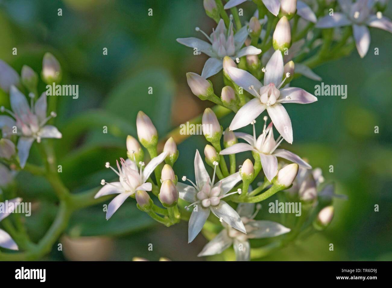 Pianta dell'albero di giada immagini e fotografie stock ad alta risoluzione  - Alamy