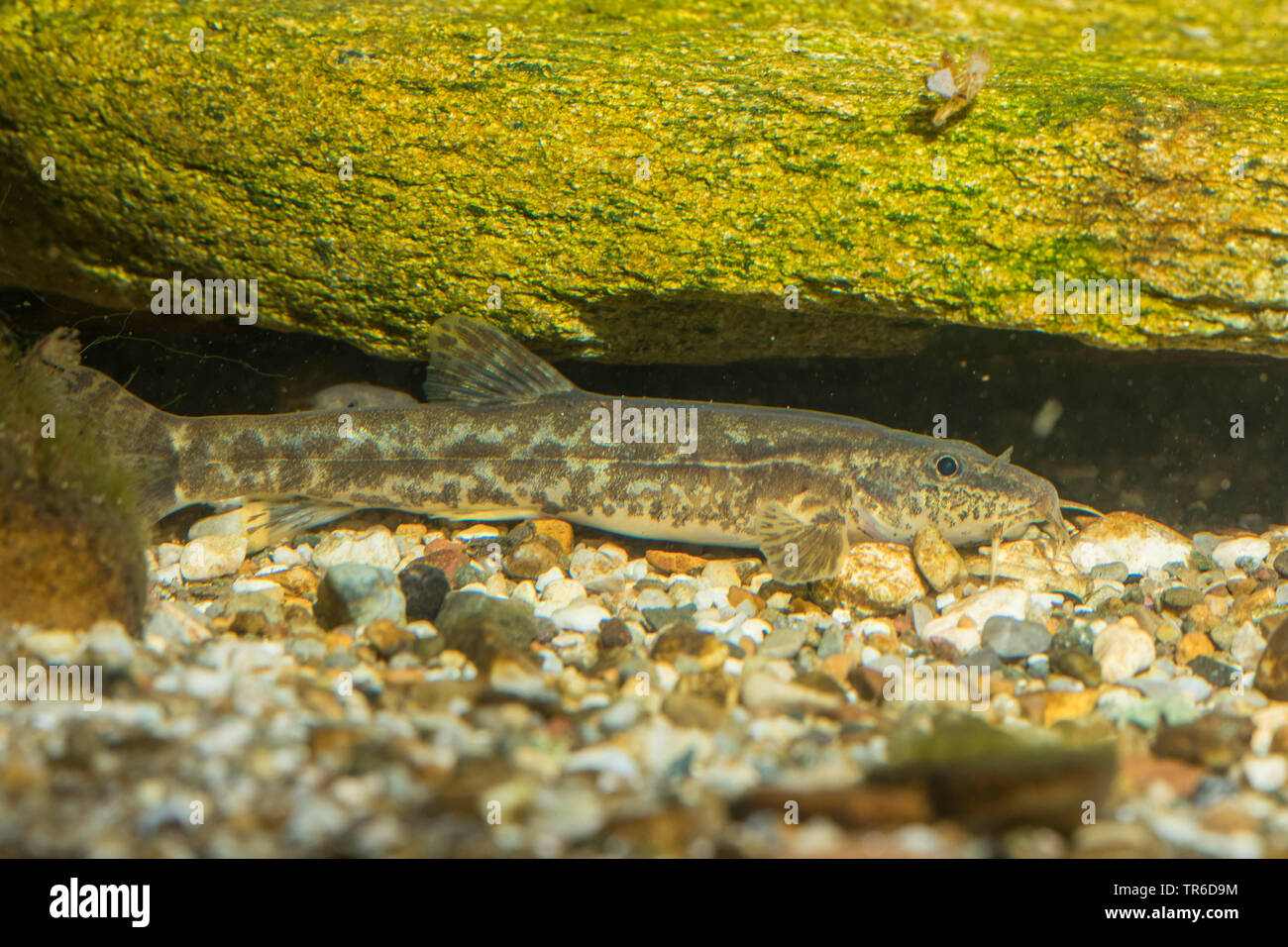 Stone loach (Noemacheilus barbulatus, Barbatula barbatula, Nemacheilus barbatulus) di intera lunghezza verticale, vista laterale, Germania Foto Stock