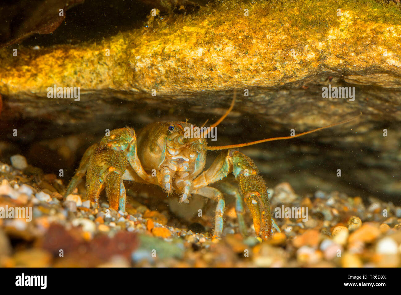 Il gambero di pietra, Torrent gamberi di fiume (Astacus torrentium, Austropotamobius torrentium, Potamobius torrentium, Astacus saxatilis), femmina in grotta, Germania Foto Stock