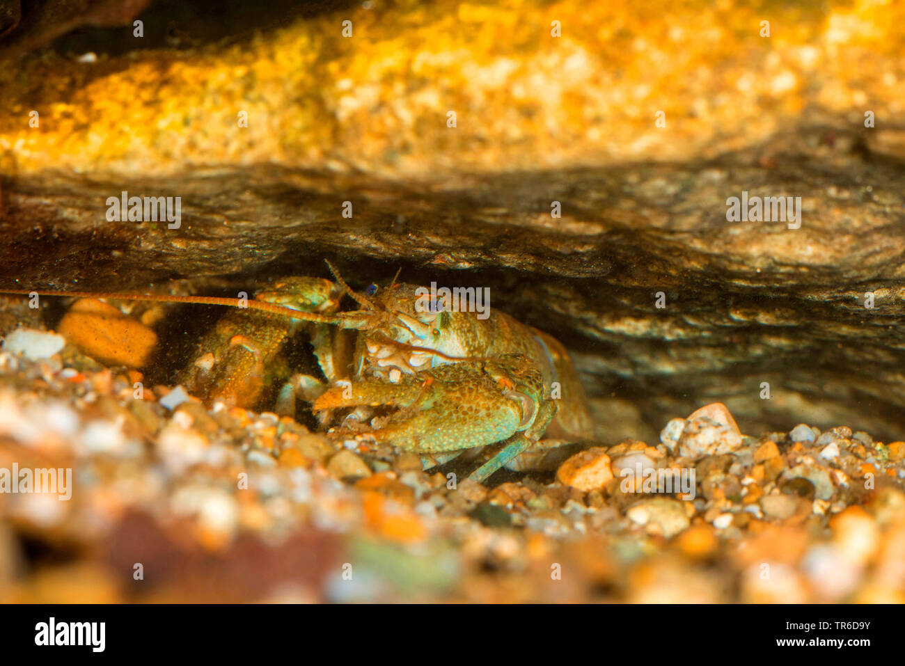 Il gambero di pietra, Torrent gamberi di fiume (Astacus torrentium, Austropotamobius torrentium, Potamobius torrentium, Astacus saxatilis), femmina in grotta, Germania Foto Stock