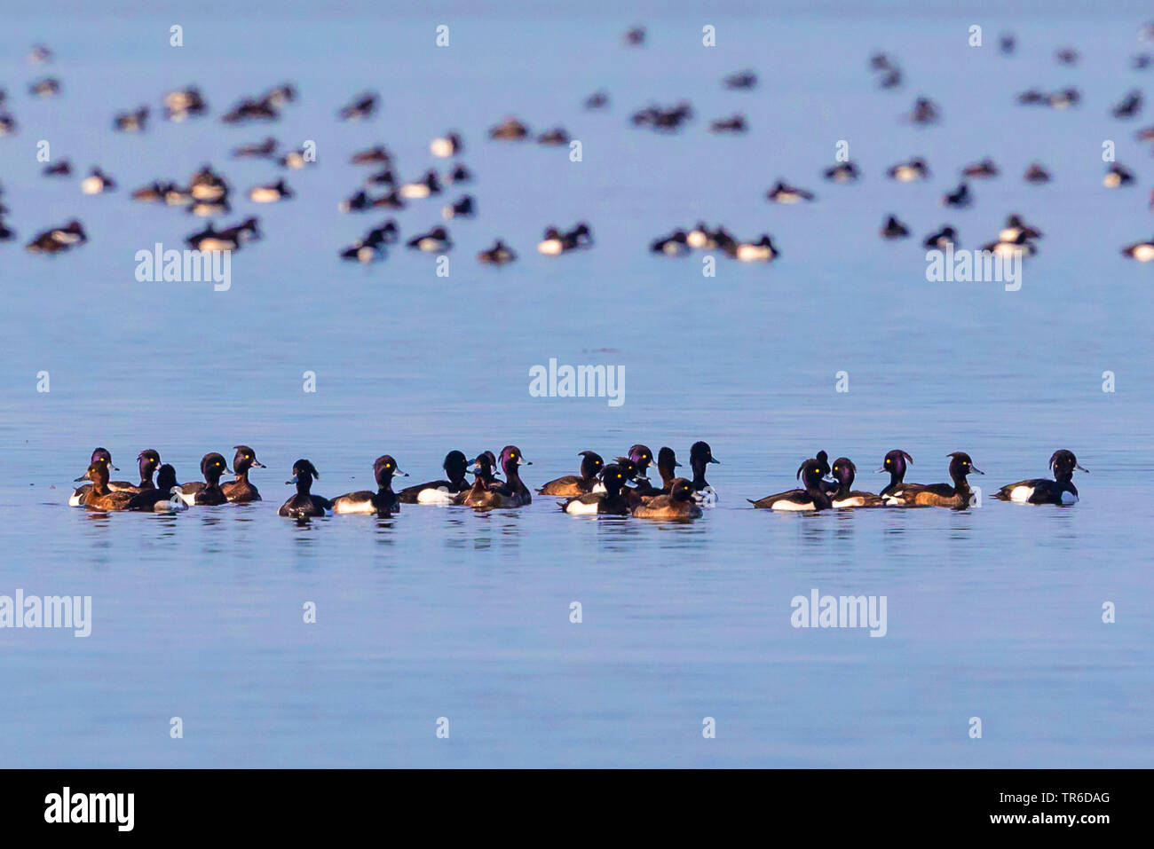 Moretta (Aythya fuligula), swÝmming gregge, in Germania, in Baviera, il Lago Chiemsee Foto Stock